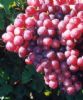 Grape Seed Extract